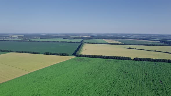 Rows of Young Green Sunflower Plants in Field