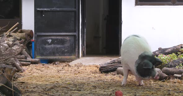 Lovely pig in farm