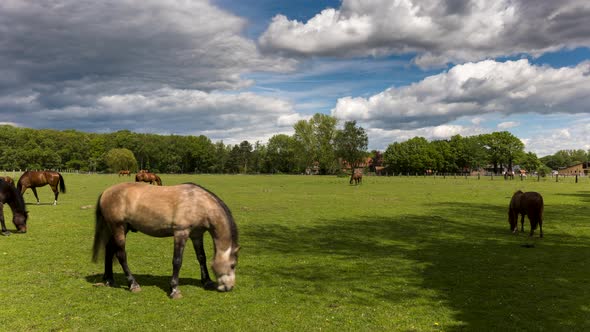 Herd of horses eating green meadow grass in timelapse shot