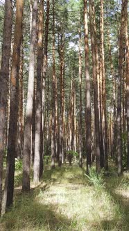 Vertical Video of Forest Landscape with Pine Trees in Summer Slow Motion