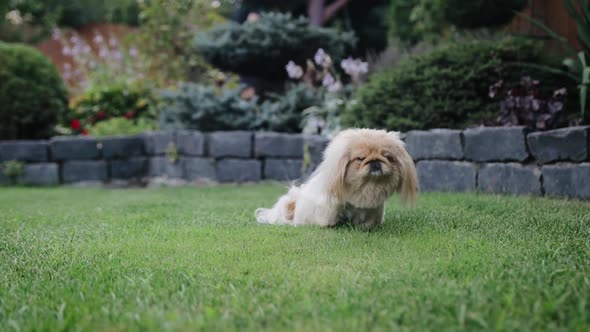 Cutest little pedigree pekingese dog resting on a lawn, looks at camera. Dog treats, snacks for pets