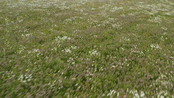 Hypnotic sweeping shot over wildflower field Aerial