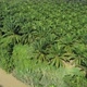 Khao Sok National Park Palm Trees - VideoHive Item for Sale