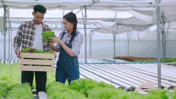 4k slow handheld asian couple farmer takecare and discuss how to growth plant in hydroponic