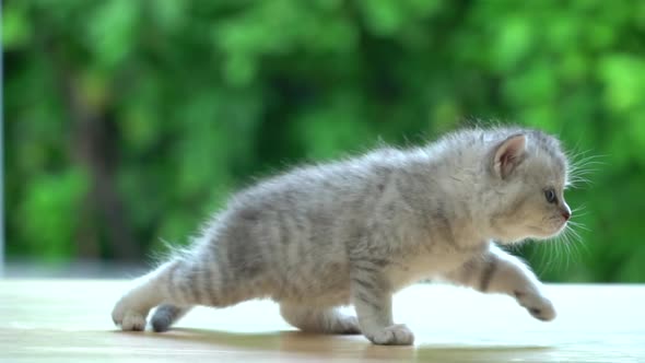 Cute Persian Kitten Walking On Table