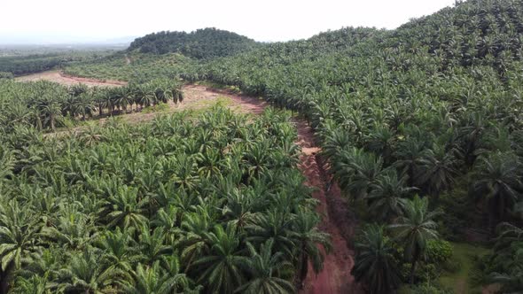 Aerial view winding path in oil palm