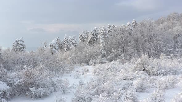 Morning in the snowed forest by January 4K aerial video