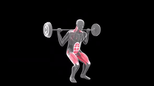 Barbell Parallel Squat