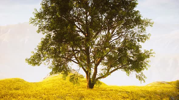 Panoramic Landscape with Lonely Tree Among Green Hills