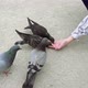 Pigeons Pecking and Eating Food From Human Hand - VideoHive Item for Sale