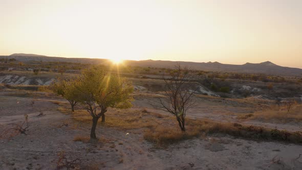 Small Trees Growing on a Sandy Land.