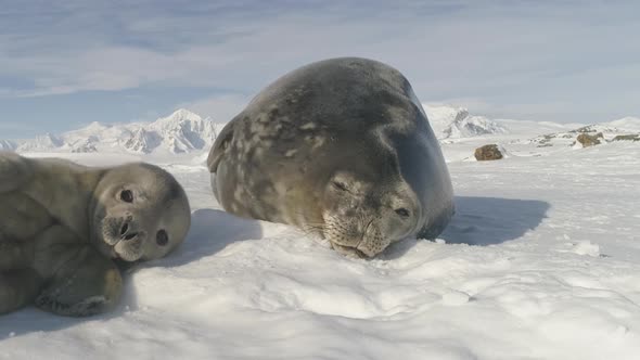 Weddell Seal Adult Mother Care Baby Polar View