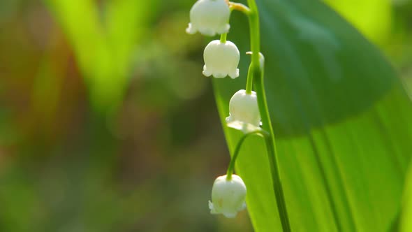 Blooming Lily of the Valley