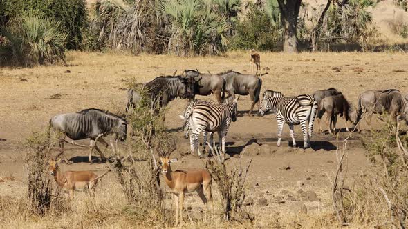 African Wildlife - Kruger National Park