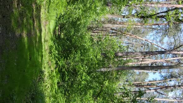 Vertical Video of Forest Landscape in Summer Slow Motion