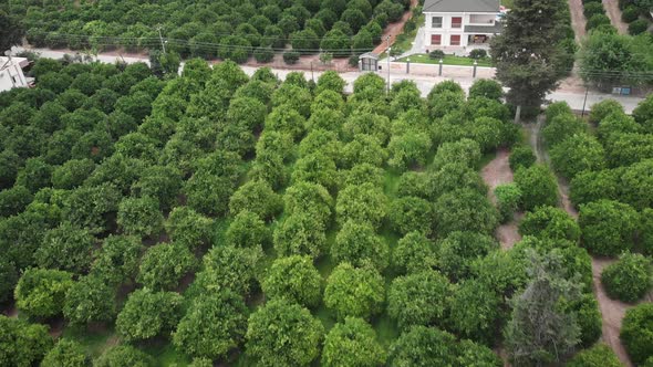 Citrus grove. Orange lemon green trees in fruit garden. Tangerine plantation