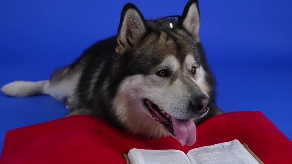 An Alaskan Malamute with Glasses on His Head is Reading a Book That Lies on a Red Pillow