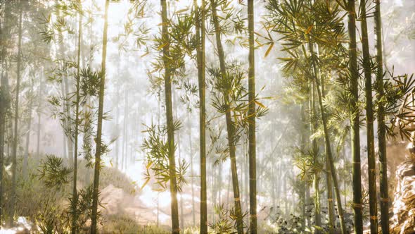 Asian Bamboo Forest with Morning Sunlight