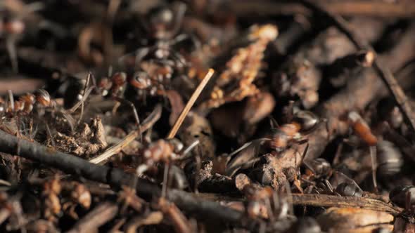 The Work and Life of Ants in an Anthill