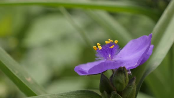 Close-up purple spiderwort flower details 4K 2160p 30fps UltraHD footage - Tradescantia virginiana i