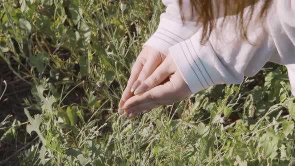 Wild Poppy in the Palms of a Young Woman on a Background of Grass