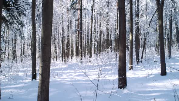 Flying Between the Trees in Snowy Forest Winter