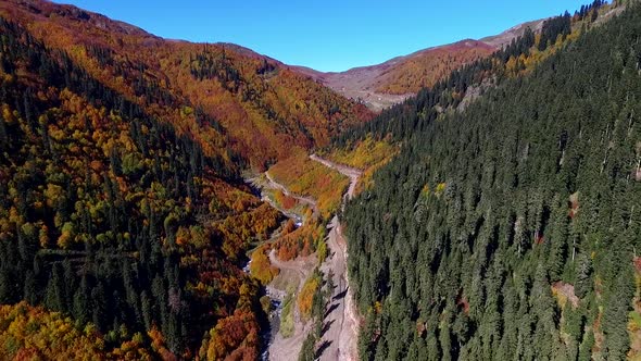 Aerial View Autumn Forest