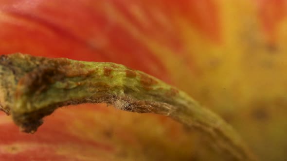 Red apple stem macro shot in 4k. Rotating close up view.