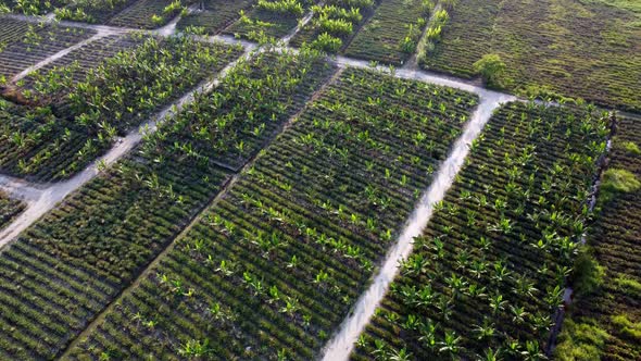 Aerial view look down pineapple and banana tree grow