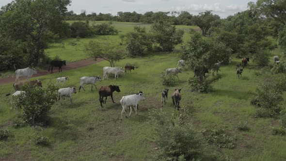 Africa Mali Cattle Herd Aerial View