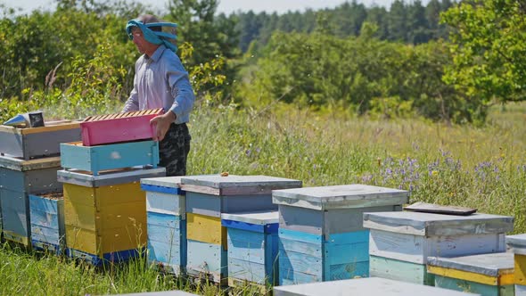 Apiculturist on apiary. Bees flying near hives in bright summer day.