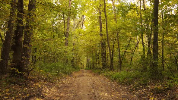 Autumn Forest with Trees By Day