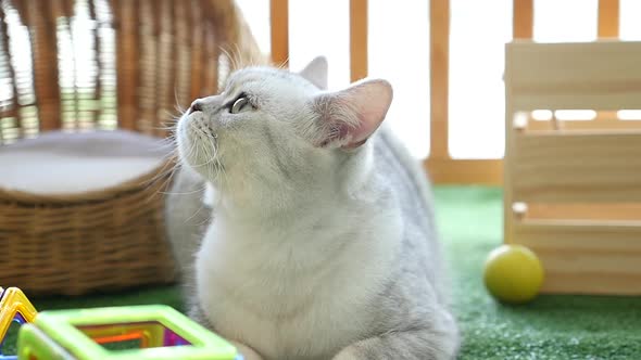 Cute Cat Lying On Green Grass And Looking At Camera