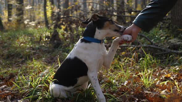 A woman's hand holds a dog's paw.