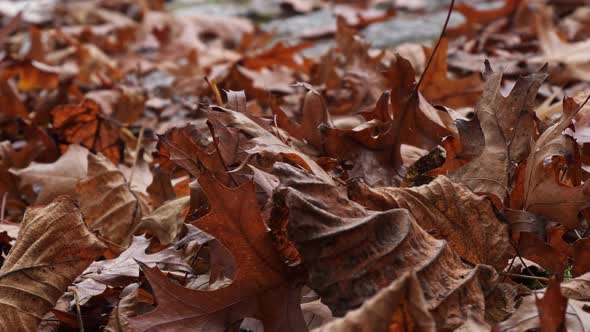 Orange Autumn Leaves Swaying in the Wind