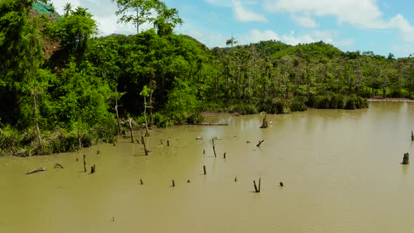 Marshland in the Rainforest. Siargao, Philippines