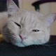 Shot of a napping cute brown cat lying on a chair - VideoHive Item for Sale