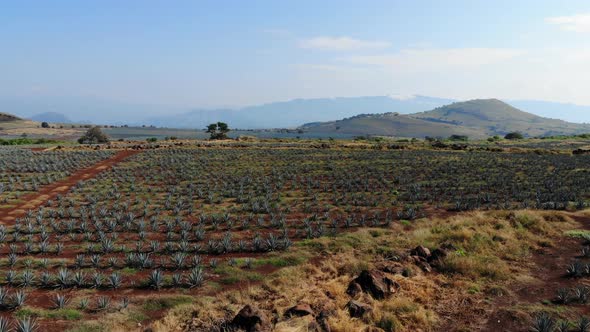 Landscape agave fields sowing lands of maguey blue agave for tequila