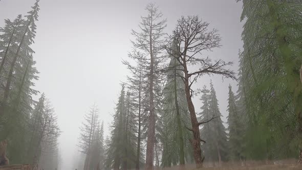 Flying Through Forest