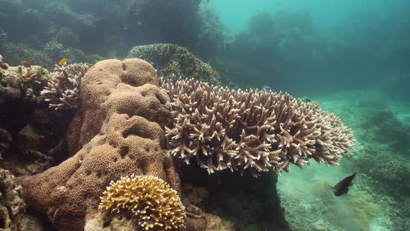 Underwater World Coral Reef