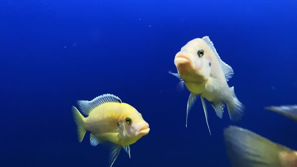 Small Different Yellow Fish Swim in a Blue Aquarium Closeup