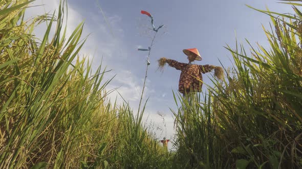 Paddy field decorated with scarecrows at Penang, Malaysia.