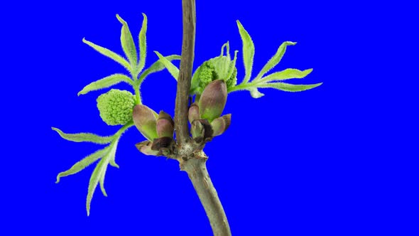 Elder Tree Buds Opening Time Lapse. Footage With Alpha Channel 