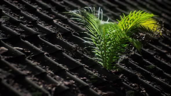 Moss and Fern on Old Roof