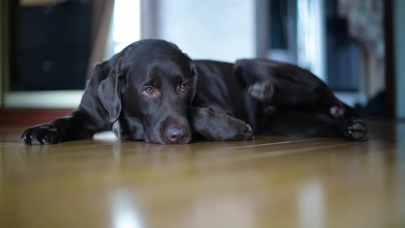 brown labrador sighs sadly lying on the floor at home