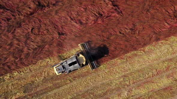 Combine Harvester Harvesting Cereal Grain Buckwheat In Farm Field Aerial View