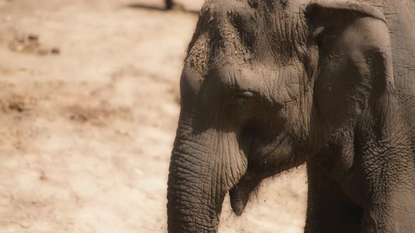 Asian elephant throwing dirt at himself