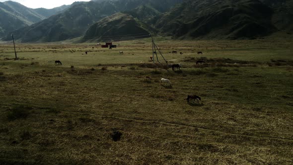 Horses Graze in the Meadow