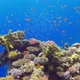 Tropical Fish on Vibrant Coral Reef - VideoHive Item for Sale
