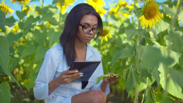 Agronomist Examining Damaged Plant After Insecticide